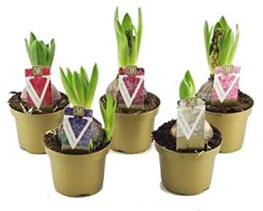 Hyacinthus Orientalis | Pack 5 Plantas | DECOALIVE | Bulbos Naturales de Flor de Jacinto