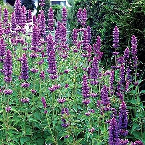 Semi freschi - Hysop gigante - 1200 semi - Agastache Mexicana Lavanda Blue - Fiore perenne