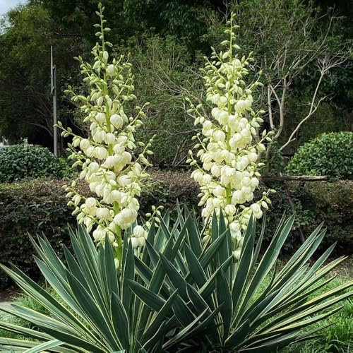 Semi di Yucca Filamentosa di Giglio di Palma, da balcone semi di farfalle prodotti sostenibili esotiche regali per giardinieri semi di selvatici per 20pcs