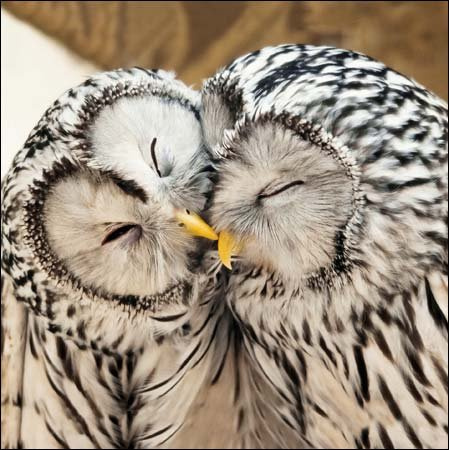 RSPB Birthday / Blank Greeting Card (WDM1011) Ural Owls