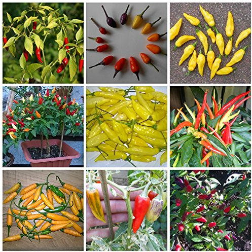 Bonsai/Mini Chili Sortiment 40 Samen / 4 Arten **Dekorative Chili-Bäumchen**