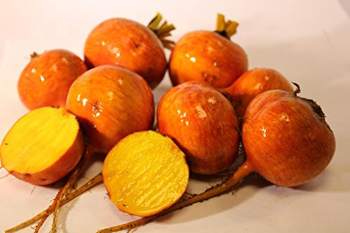 PREMIER SEEDS DIRECT - Golden Beetroot - BOLDOR F1-220 Finest Seeds