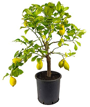 Pianta Agrumi Albero di Limone Lunario 4 Stagioni da Terrazzo