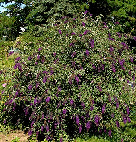 Sommerflieder Butterfly Tower 40-60cm - Buddleja