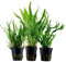 AquaOne Lot de 5 plantes aquatiques Microsorum pteropus Trident Windelov - Lot de 3 plantes aquatiques - Plantes d'aquarium - Plantes d'aquarium - Lot de 3 plantes aquatiques