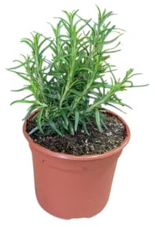 Arbusto de Romero Natural con Aroma Persistente Perfecto para Cocinar