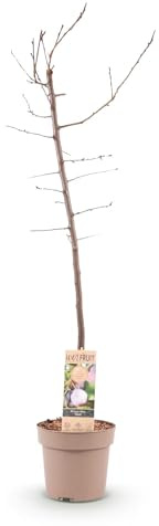 Árbol de ciruelo Prunus domestica 'Opal' – 90 cm de alto – Maceta Ø 21 cm – frutos rojos amarillos – autofructífero y de alto rendimiento – Árbol frutal para jardín y terraza