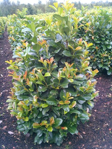 immergrüner Kirschlorbeer Prunus laurocerasus Etna -R- 40-60 cm hoch im 5 Liter Pflanzcontainer