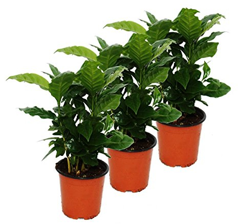 Coffee Plant (Coffea arabica) - 3 Plant - Houseplant