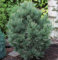 Zirbelkiefer 40-50cm - Pinus cembra