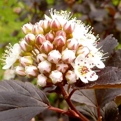 Fasanenspiere Diabolo ® Physocarpus opulifolius Zierstrauch weinrotes Laub, ca. 40-60 cm 3 L Topfballen