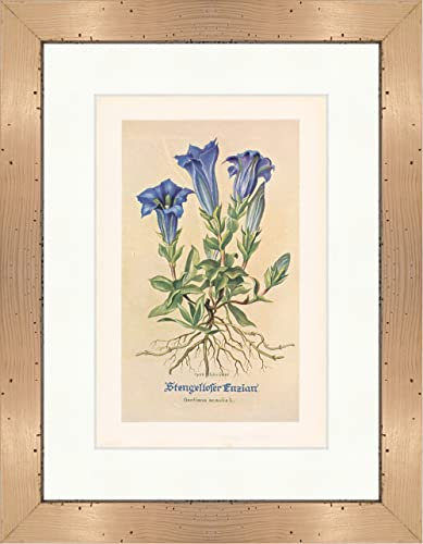 Biller Antik Gentiane sans tige Gentiana acaulis Alpes Plantes médicinales Herbes médicinales 045 encadrées