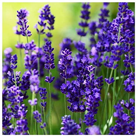 1 x Lavandula angustifolia 'Essence Purple' (Staude/Stauden/Winterthart/Mehrjährig) Echter Lavendel - Stecklingsvermehrt - Tolle Farbe - Sehr Insekten- und Bienenfreundlich - von Stauden Gänge