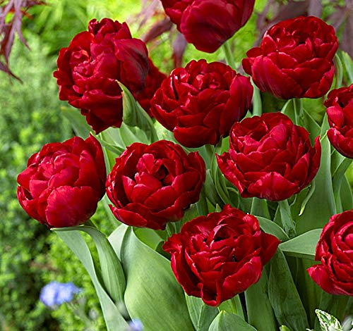 Tulip Bulbs-Romantic purple flowers, wonderful gardening planting flowers, surprise Valentine's Day gifts-5 Bulbi,3:Seeds only