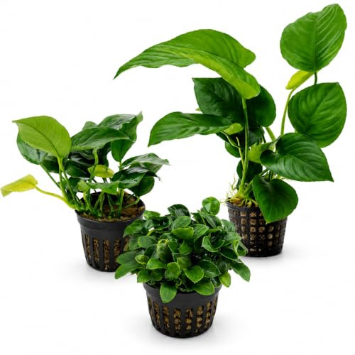 AquaBreedingSkill Lot de 3 Anubias pour Aquarium – vraies plantes aquatiques vivantes, plantes d’aquarium naturelles pour toutes les zones, plantes faciles d’entretien pour aquascaping