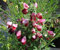 Cytisus scoparius Killiney Red - Ginster Killiney Red - Edelginster - Besenginster - Schmuckginster
