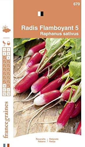 France Graines - Radis Flamboyant