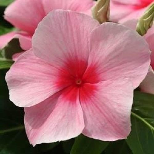 50 Semi di Vinca Mediterraneo XP Fragola:Grani