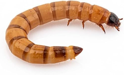 Anthouse – Zophoba Morio Ración Mediana de 100gr – Alimento Vivo Nutritivo para Hormigas y Reptiles Insectívoros – Gusanos de la Harina para Dieta Natural – Alto Contenido en Proteínas y Grasas