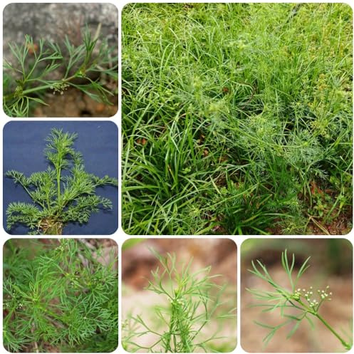 Semi di cerfoglio, Chaerophyllum villosum, verdi perenni semi di selvatiche da balcone balcone con aiuola giardino 500pcs
