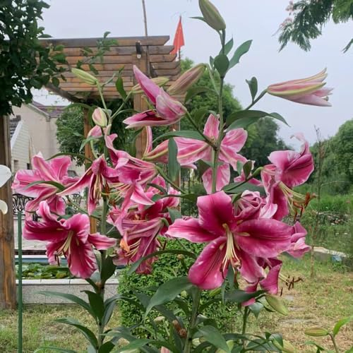 3 pcs lilien zwiebeln kaufen - Lilium brownii - deko pflanzen, winterharte stauden mehrjährig riesenlilien baumlilien winterhart knollen topfpflanzen für draußen, steingarten pflanzen