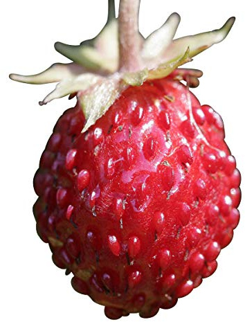 Wald-Erdbeere (Fragaria vesca) 20 Samen auch Monatserdbeere genannt