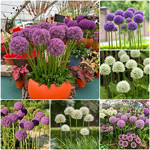 8 Stück allium zwiebeln winterhart mehrjährig zierlauch - Seltene Pflanzen serie - mix ausgefallene geschenke blumenwiese bonsai pflanzenkübel hochbeet balkon blumen geschenk