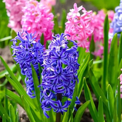 DECOALIVE Flor Natural Jacinto Bulbo de Hyacinthus Orientalis Planta Interior y Exterior