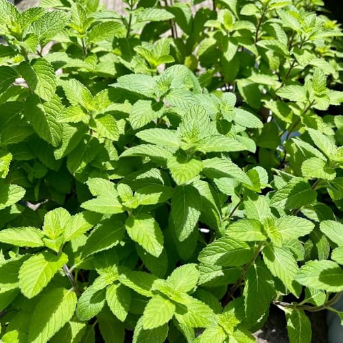 semi di menta resistente - decorative tappezzante giardino 150pcs