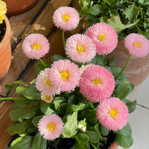 semi di margherita - perenni giardino biologici resistenti 300pcs