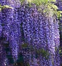 Spectacular Blue Moon Wisteria Tree Plant 8-11 Tall Potted Plant Fragrant Flowers Seeds BulbsPlants& MoreAttracks Hummingbirds, in Dormancy