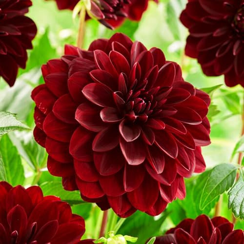 Dahlia Collection de tubercules Rouge-Noir décoratifs, 5 variétés de bulbes de dahlia mélange de Hollande, vraies grandes plantes de dahlia pour le jardin et les pots (pas de graines, pas artificiel)