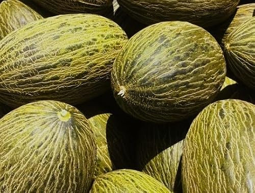 30 semillas de Melón Piel de Sapo (Cucumis melo) – Variedad Dulce Tradicional Española - Alta Conservación - Ideal para Cultivo y Consumo