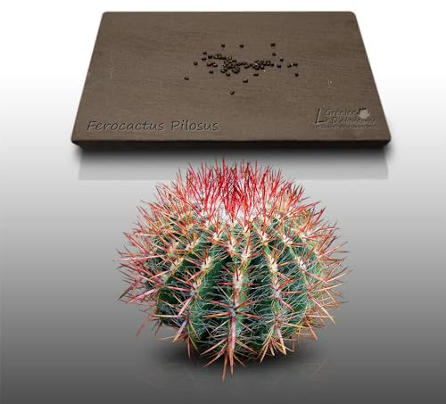 50 graines à semer - Le Grenier d'Abondance - CACTUS Epine Rouge - Ferocactus Pilosus