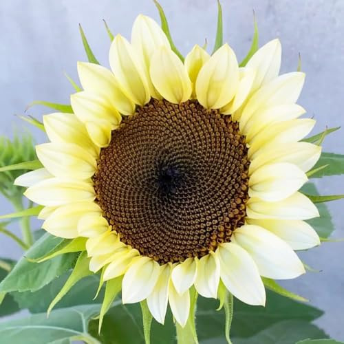 semillas de girasol prado de silvestres semillas silvestres pradera perennes en 15pcs