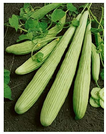 PREMIER SEEDS DIRECT - Cucumber - Armenian Yard Long - 70 Seeds