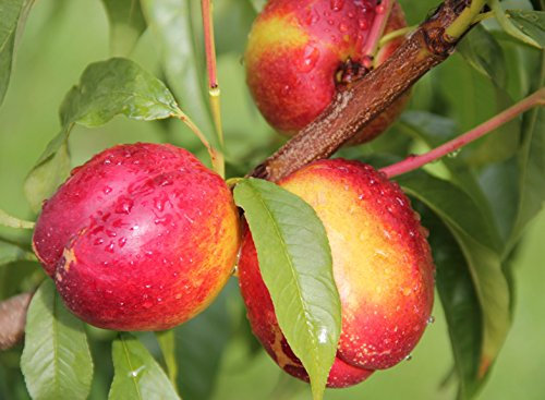 Nektarine Stark Red Gold, Busch im 7,5 l Topf, 30 cm Stammhöhe