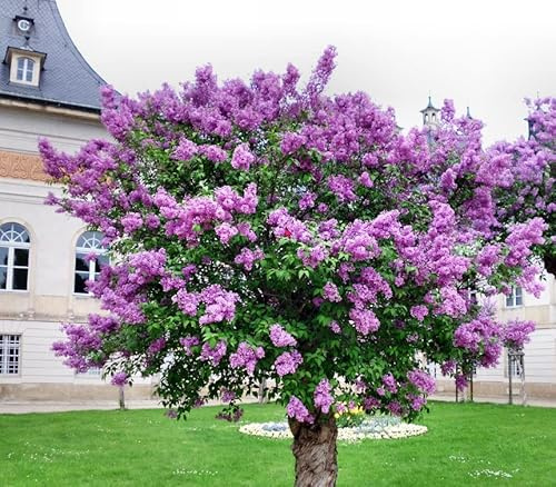 Old Fashioned Lilac Bushes Live Plants (2 Pack) – 18–24” Tall - Syringa vulgaris – Fragrant Lavender Purple Flowers – Hardy Flowering Shrubs
