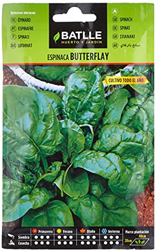 Semillas Batlle EPINARD BUTTERFLAY