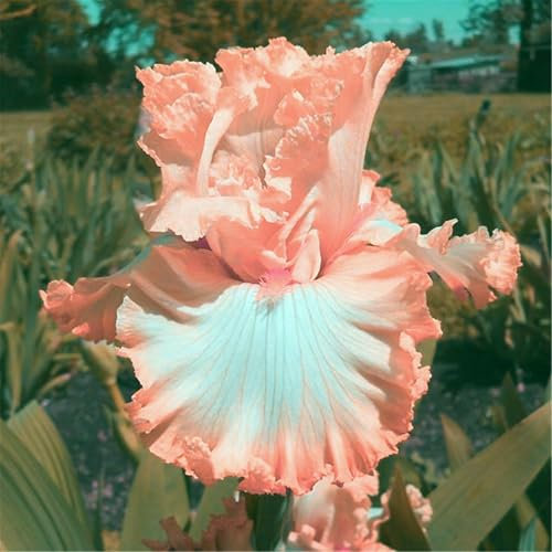 Iriszwiebeln, Hybrid-Irispflanzen, winterharte mehrjährige Zierpflanzen, einfach zu züchten, ideal für die Bepflanzung im Garten-8zwiebeln-I