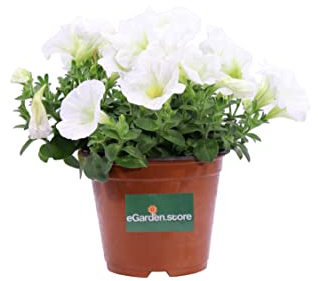 Pianta di Potunia Petunia Hybrid pianta da esterno ornamentale fiori vari colori pianta vera di Potunia venduta da eGarden.store (Bianca)