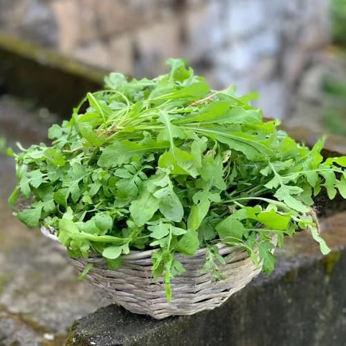 rucola samen winterhart - rucola pflanzen samen, gartenpflanzen winterhart mehrjährig, gemüse anzucht rucolasamen bio mehrjährig, hochbeete für garten, wintergemüse pflanzen kaufen 250pcs