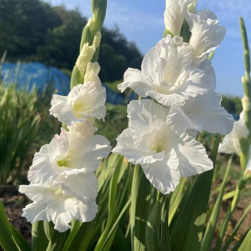 gladiolenzwiebeln winterhart mehrjährig - garten deko zimmerpflanzen 6pcs