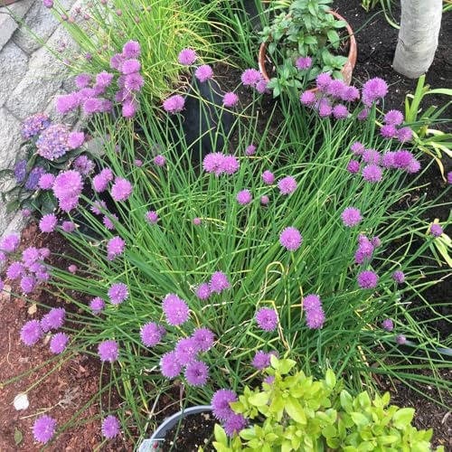 semi di cipollina - resistenti rari balcone rialzate esterni decorative 300pcs