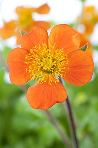Geum coccineum 'Borisii' 9x9 cm Topf – Winterhart, Mehrjährig, Pflegeleicht – Nelkenwurz – Staude für Beet & Rabatte