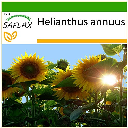 SAFLAX - Girasole Titan F1-20 semi - Con substrato - Helianthus annuus
