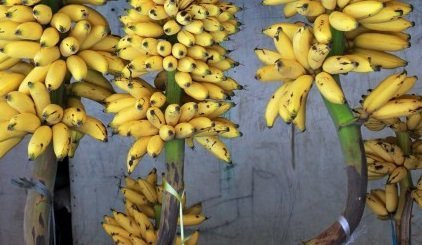 Seeds Giant Cavendish Banano Certified 10 Semi Banana Plan Semi Upc 562953116882 : Seeds Only