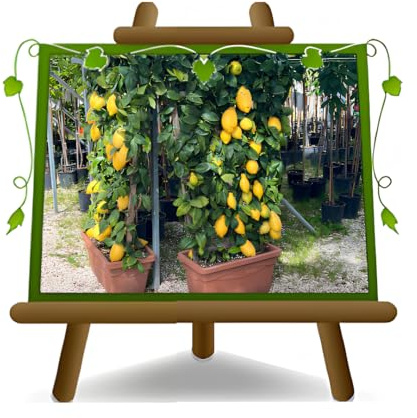 EURO PLANTS VIVAI – Limonero Lunario 4 Estaciones en Espaldera – Citrus Limon – Altura 130 cm – Maceta 60 cm
