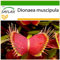 SAFLAX - Venus atrapamoscas - 10 semillas - Con sustrato estéril para cultivo - Dionaea muscipula