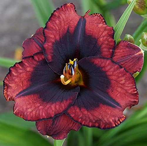 Jardín, Top Hemerocallis, Dobles Hemerocallis, Habitaciones Purificadoras De Aire Multicolor, Muy Abejos, Cuidado fácil, Rizomas Hemerocallis, 5bulbos-I